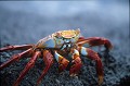 Crabe des Galapagos (Grapsus grapsus) Ref:36418